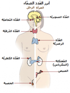 خريطة الغدد في جسم الانسان خريطة الغدد في جسم الانسان