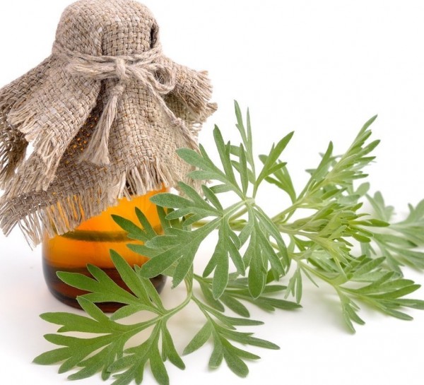 ماهي عشبة الشيبة