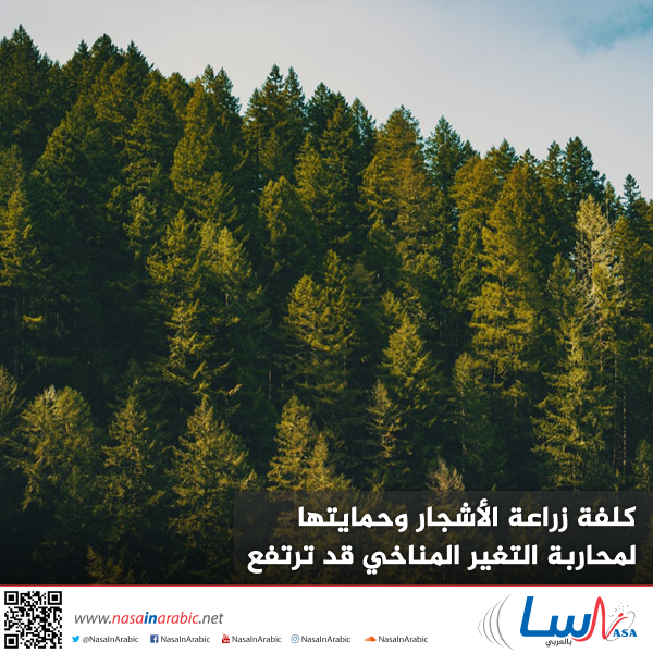كلفة زراعة الأشجار وحمايتها لمحاربة التغير المناخي قد ترتفع