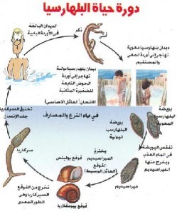 حمى البلهارسيا حمى البلهارسيا