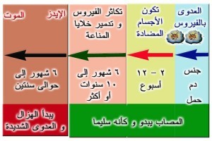 اعراض وعلاج الايدز اعراض وعلاج الايدز