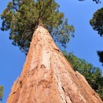 اطول شجرة في العالم