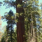 اطول شجرة في العالم