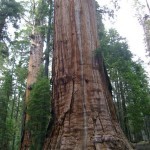 اطول شجرة في العالم