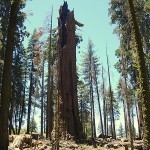 اطول شجرة في العالم