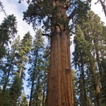 اطول شجرة في العالم