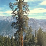 اطول شجرة في العالم