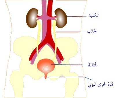 اسباب و علاج التهاب المسالك البولية اسباب و علاج التهاب المسالك البولية