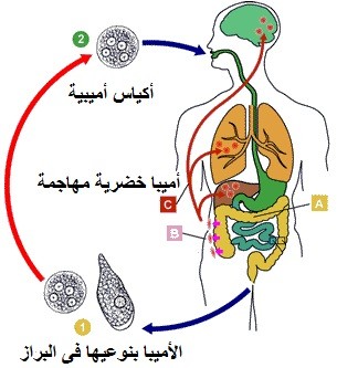 الوقاية والعلاج من الجيارديا الوقاية والعلاج من الجيارديا
