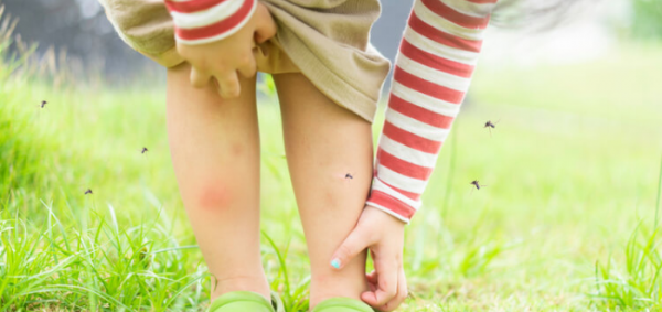 كيف نتخلص من الحشرات في فصل الصيف 