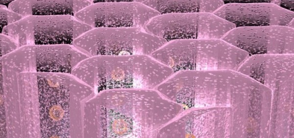 انواع الانسجة الحيوانية