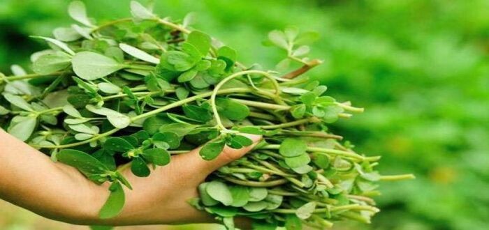 فوائد الرجلة للجنس .. وللرجال بشكل عام