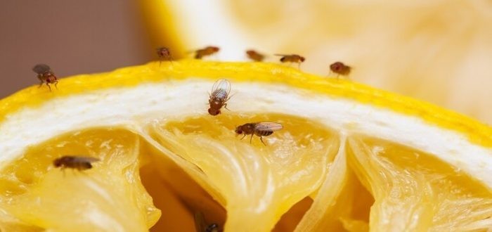 دورة حياة ذبابة الفاكهة