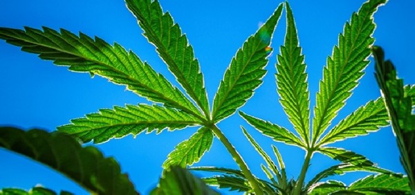 أساطير وحقائق الماريجوانا