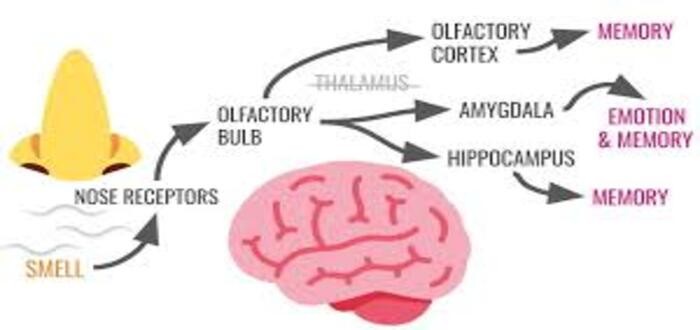 كيف تثير الروائح الذكريات ؟ “