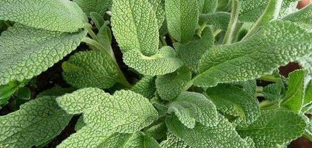 هل الميرمية ترفع ضغط الدم ؟