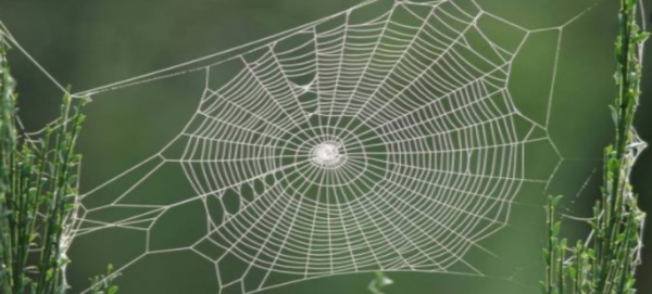 الإعجاز العلمي في بيت العنكبوت