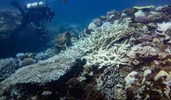 ما هو المرجان .. كيف يعيش وما أهميته