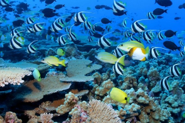 أنواع الشعاب المرجانية وخصائصها