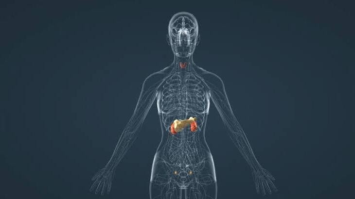 الفرق بين الغدد الصماء والغير صماء