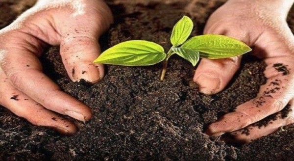 العوامل المؤثرة في خصوبة التربة