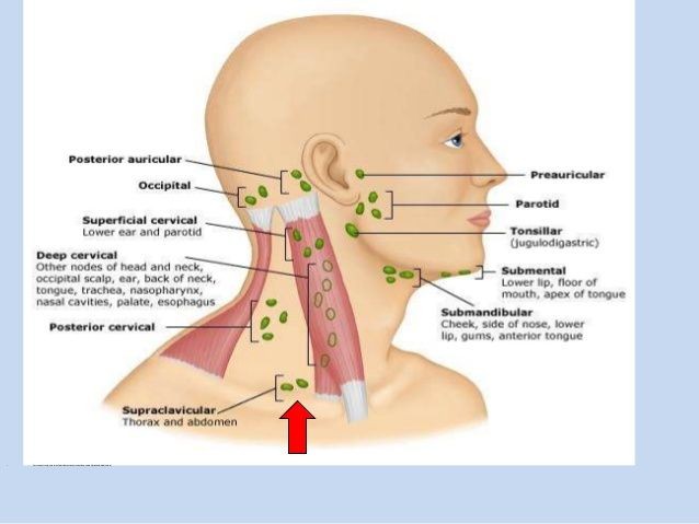 اسماء الغدد التي توجد في العنق