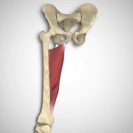 مكونات العضلة الضامة