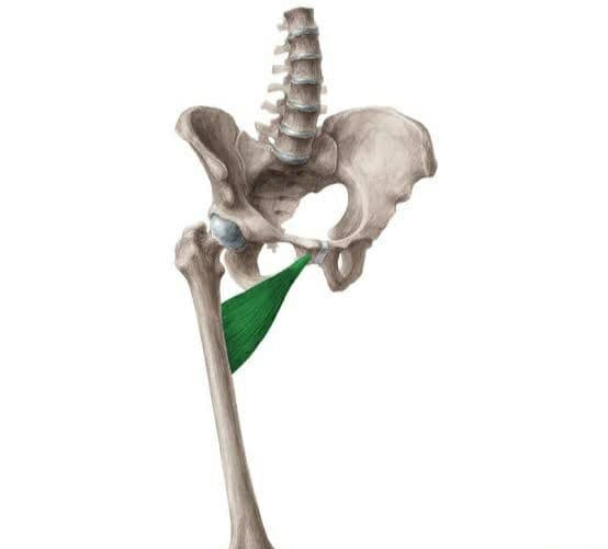 مكونات العضلة الضامة