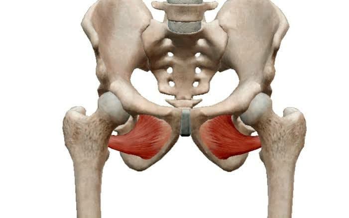 مكونات العضلة الضامة