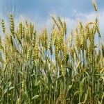 الفرق بين الشوفان والشعير