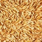 الفرق بين الشوفان والشعير