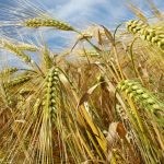 الفرق بين الشوفان والشعير