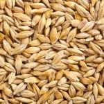 الفرق بين الشوفان والشعير