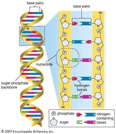 مكونات DNA مكونات DNA