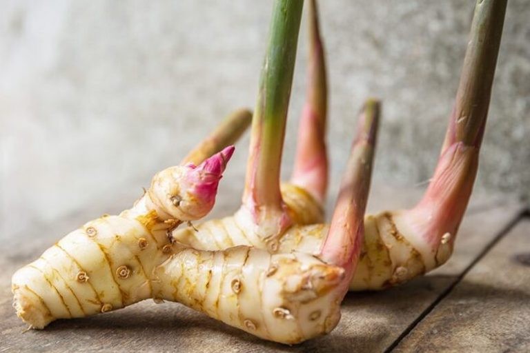 فوائد عشبة الخولنجان للنساء فوائد عشبة الخولنجان للنساء