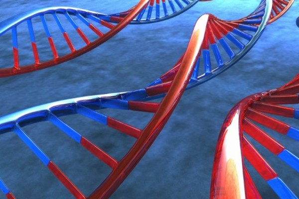 ما هي وظيفة RNA الرايبوسومي