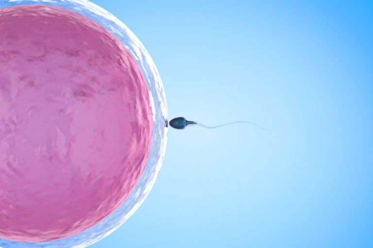 متى يتم تلقيح البويضة بعد القذف