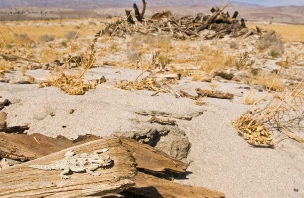 ماذا يسمى الاختباء في البيئه