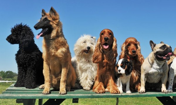 كم تعيش الكلاب