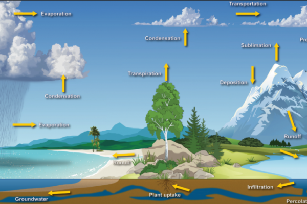 مراحل دورة المياه في النظام البيئي