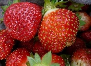 أنواع الفراولة