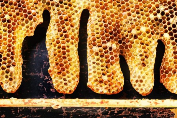 كم مرة ينتج النحل العسل في السنة