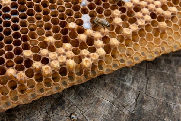 كم يستغرق بناء خلية النحل