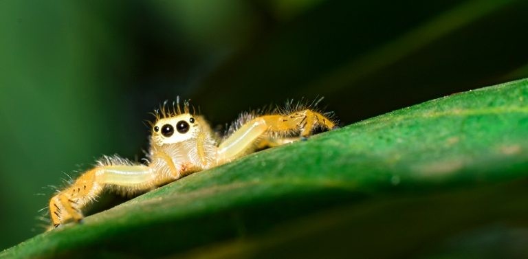 اخطر انواع العناكب بالصور