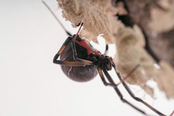 اخطر العناكب في العالم بالصور