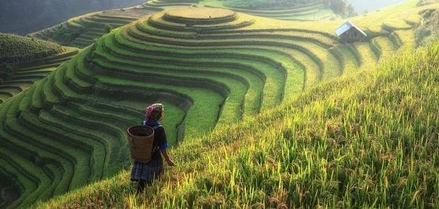 تعريف المدرجات الزراعية