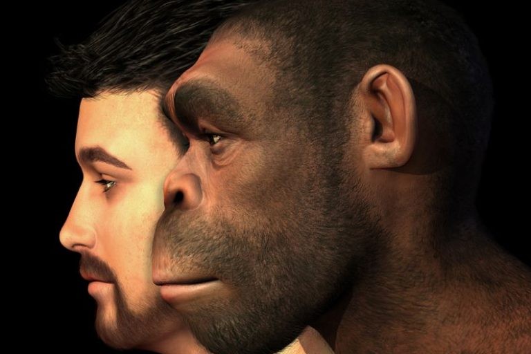 ما هي حقيقة إنسان النياندرتال