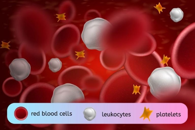 اهمية الصفائح الدموية في جسم الإنسان
