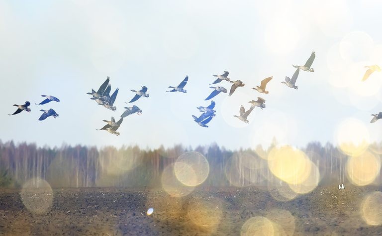 أنواع الحيوانات المهاجرة