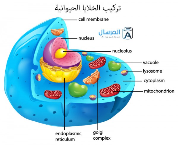 تركيب الخلايا الحيوانية تركيب الخلايا الحيوانية